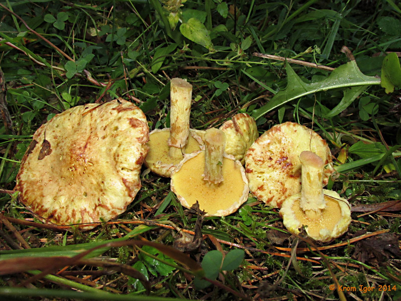 Siberische botervloot