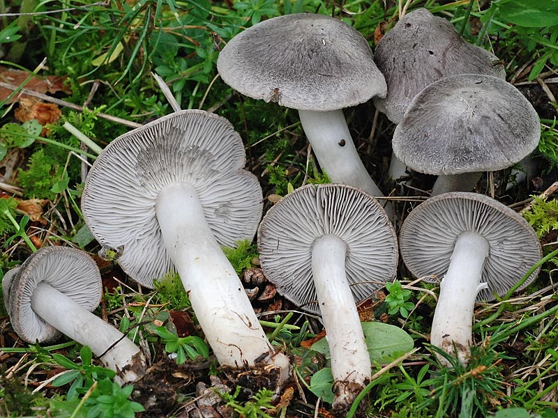 Гребането е сиво