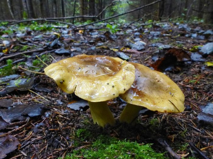 Tricholoma equestre