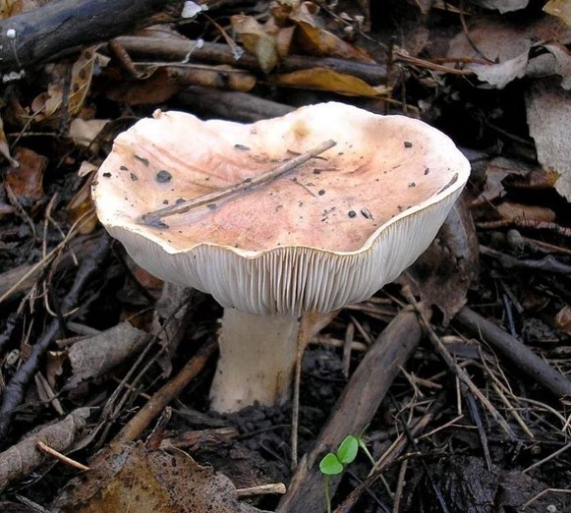 Tricholoma populinum