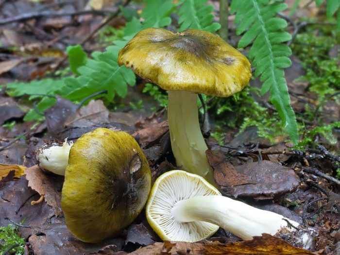 Tricholoma equestre