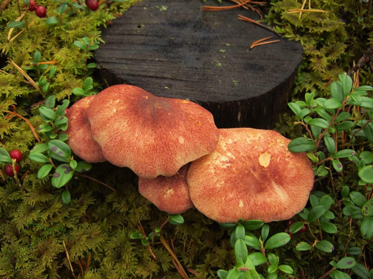 Ryadovok жълто-червено