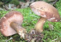 Жлъчна гъба