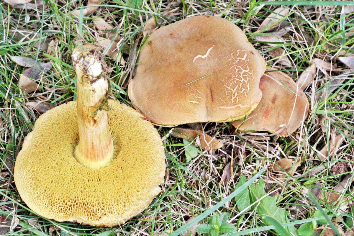 Маховик петна