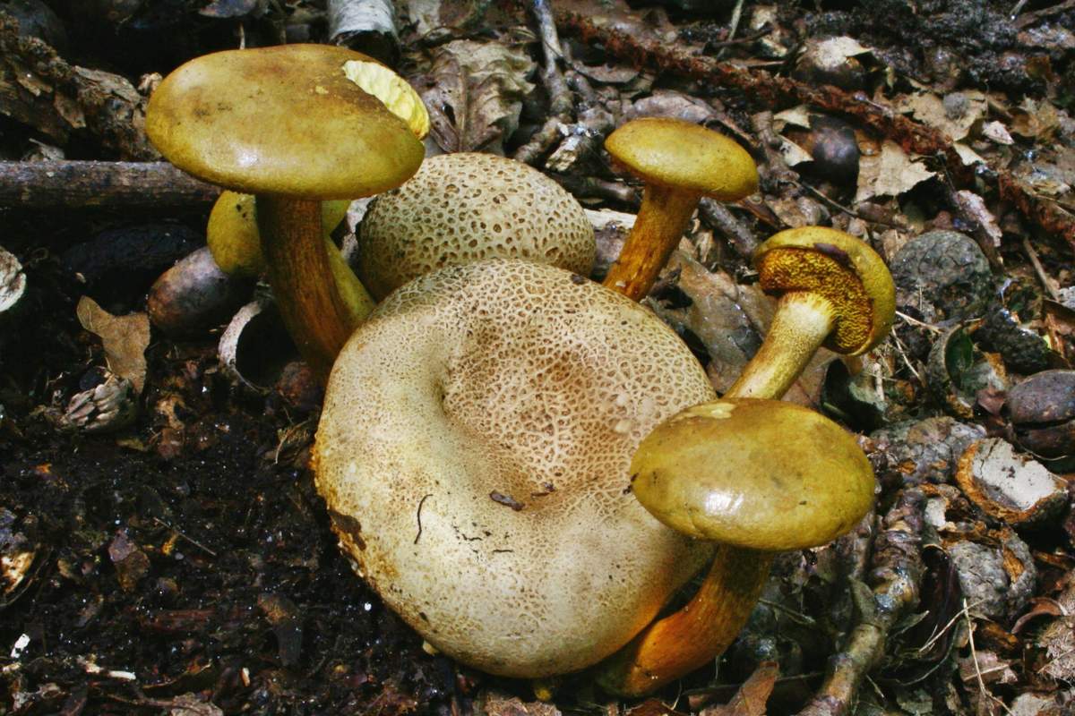 Vliegwiel parasitair