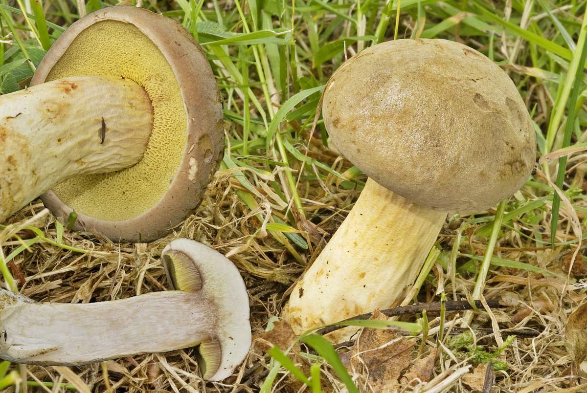 Гъбена кестен