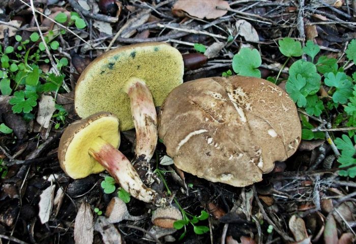 Кафяв маховик