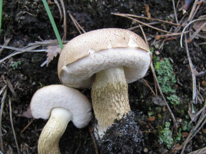Gall mushroom