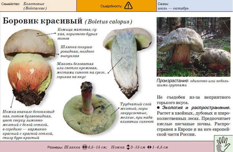 Paddestoel beschrijving