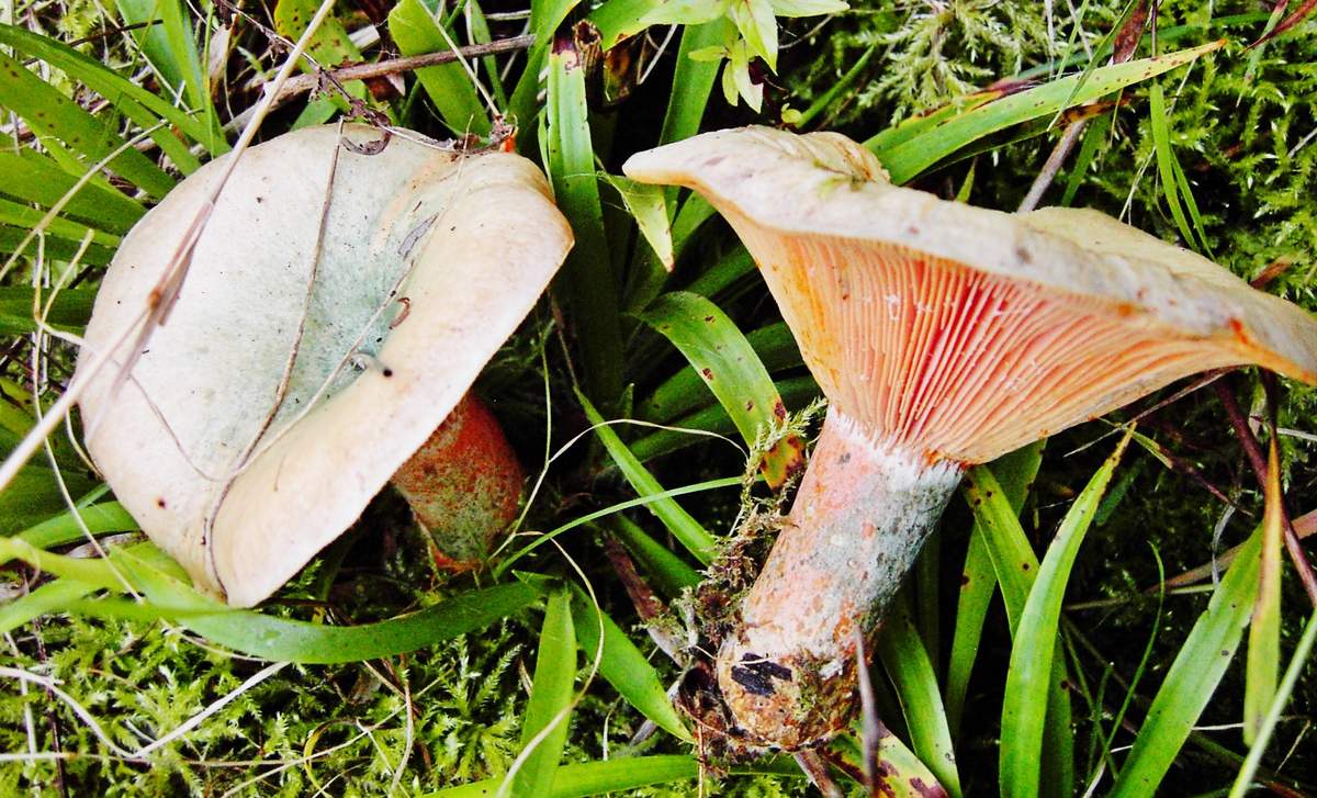 Raudonasis šafranas