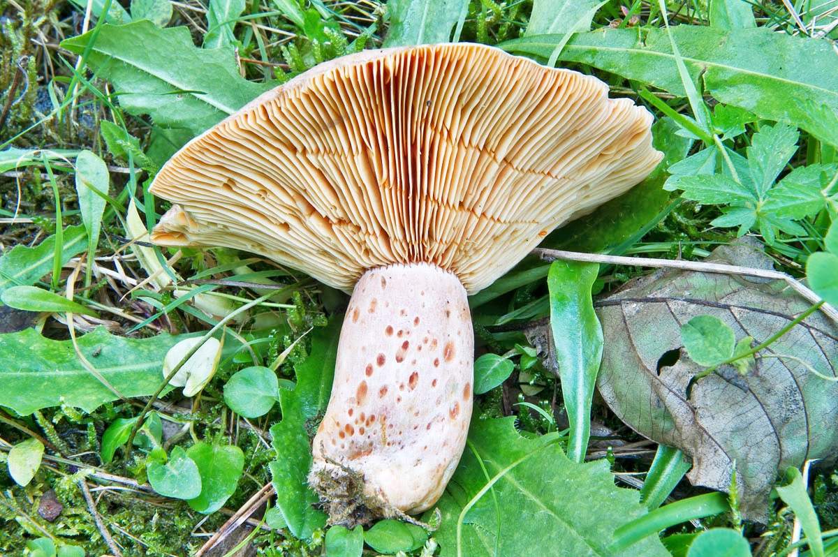 Japoniškas šafrano pieno dangtelis