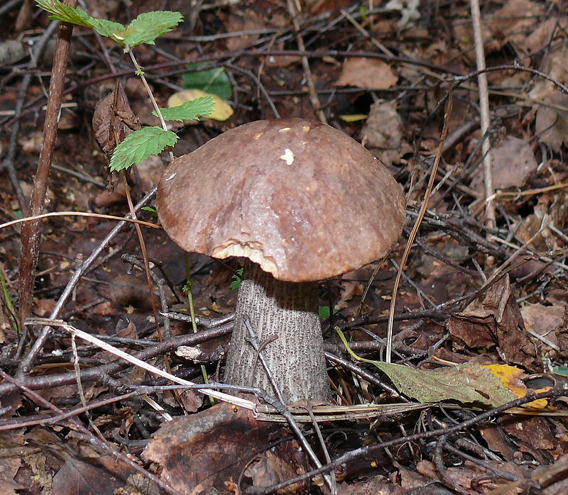 Обикновена бреза