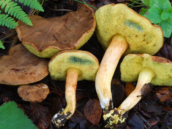 Paddestoel Paddestoel