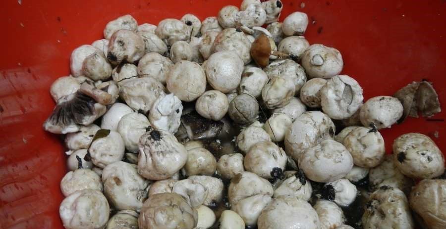 Paddestoelen voorbereiding