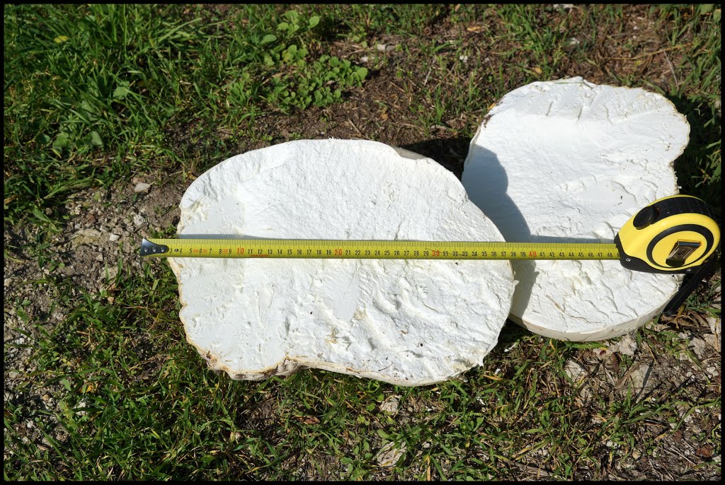 Kích thước nấm