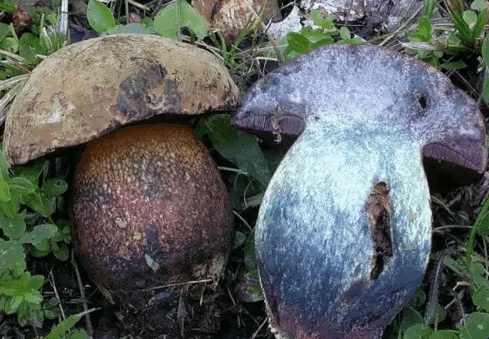 חתך דובוביק