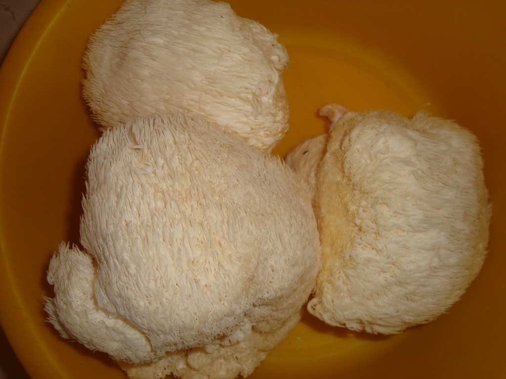 Приготвяне на гъби за готвене