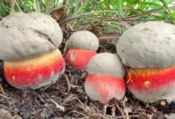 Сатанинска гъба