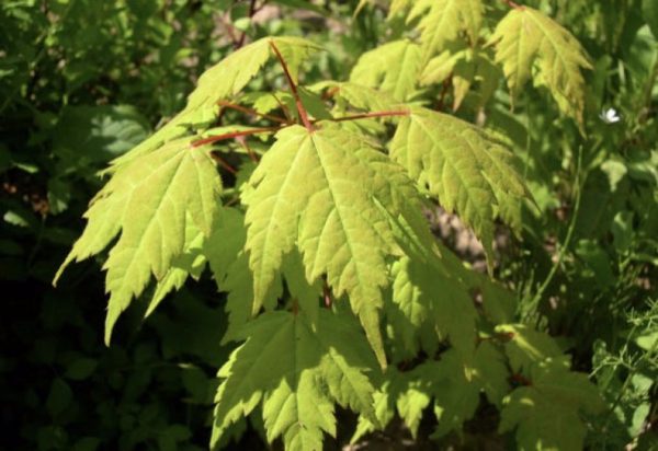 Брадат клен