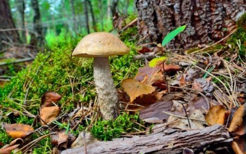 Гъбата от маточина