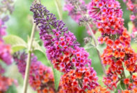 תכשירי חורף של Budleya