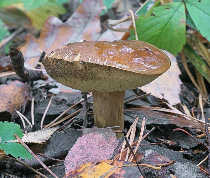 Полска гъба