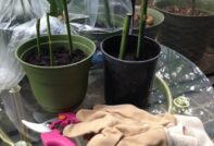 Съхранение на рози за зимата