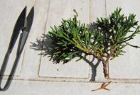 jeneverbes propagatie