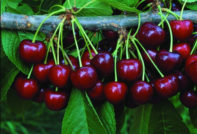 как да засадим сладка череша