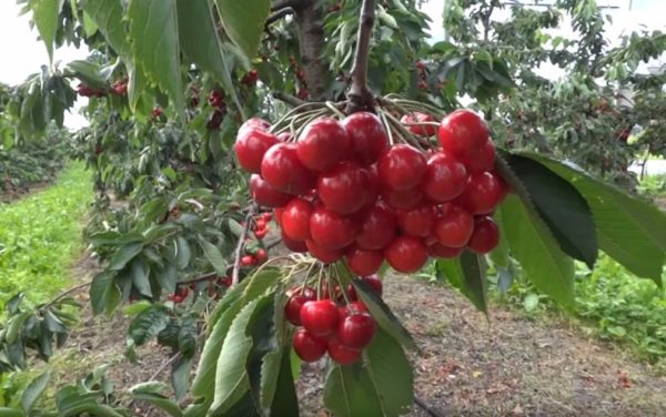 anh đào ngọt ngào