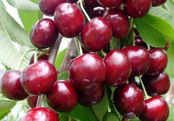 anh đào ngọt ngào