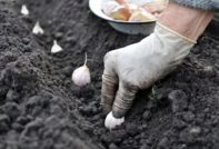 Засаждане на зимен чесън