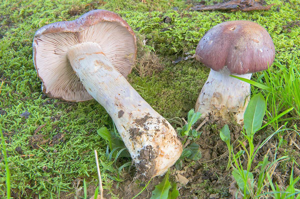 Spinnenweb uitstekend