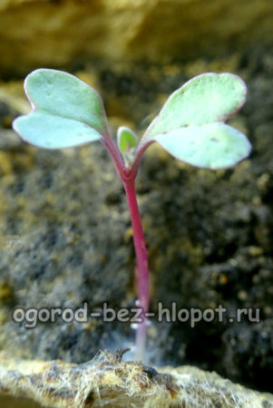 cauliflower seedlings