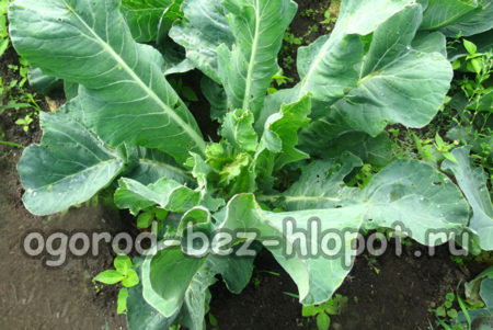 cauliflower in the garden