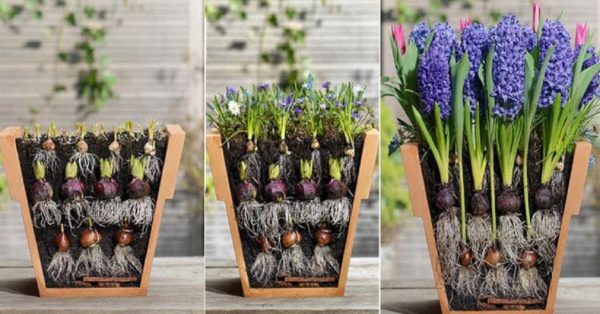 луковични цветя