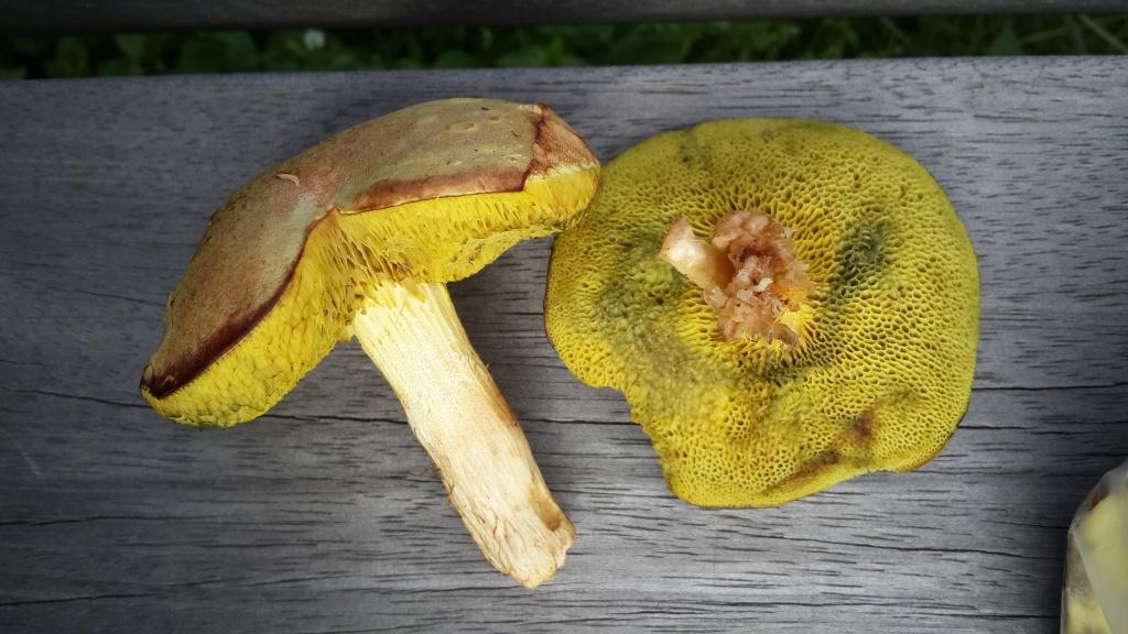 Зелен маховик