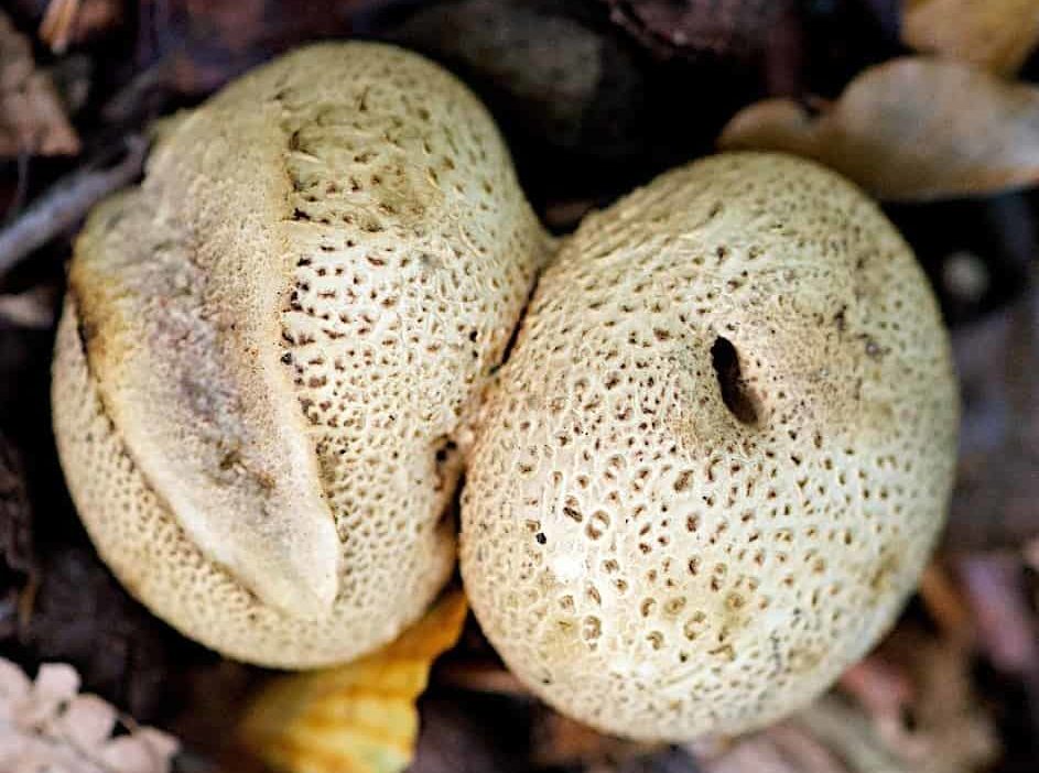 Wratachtige regenjas