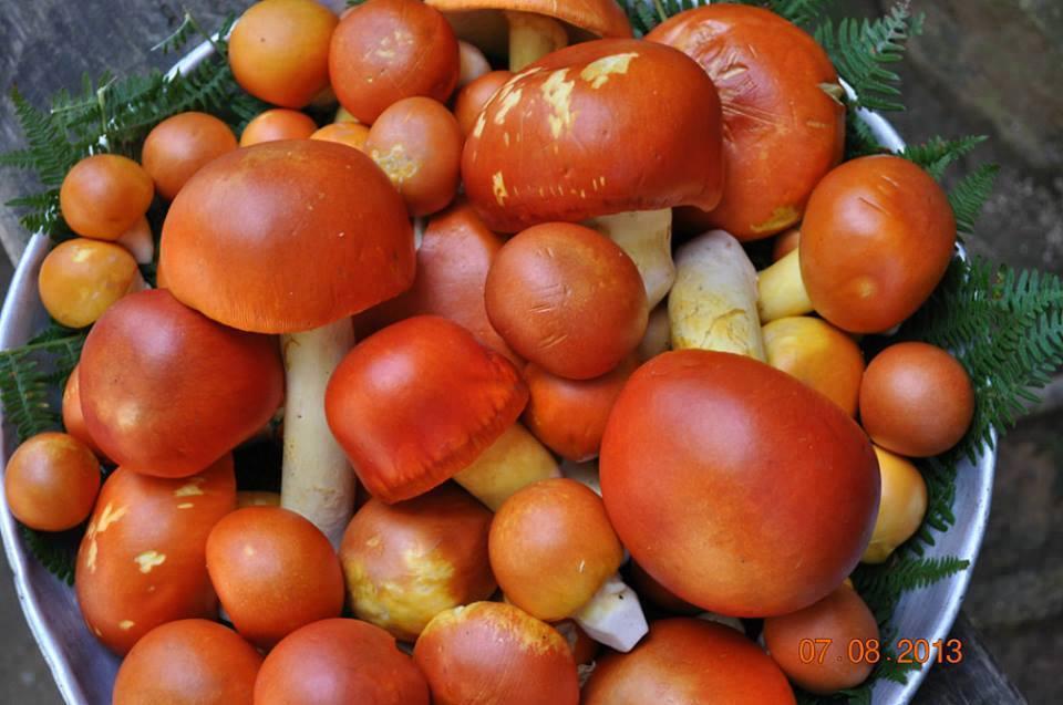 Цезар Аманита