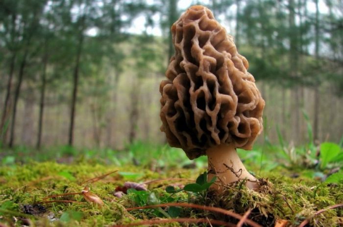 Morel