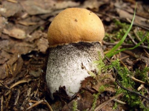 Leccinum raznokozhy