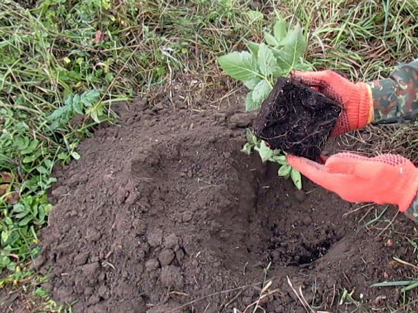 blackberry planting