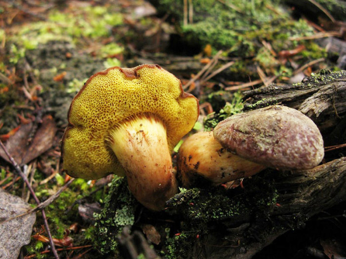 Кафяв маховик