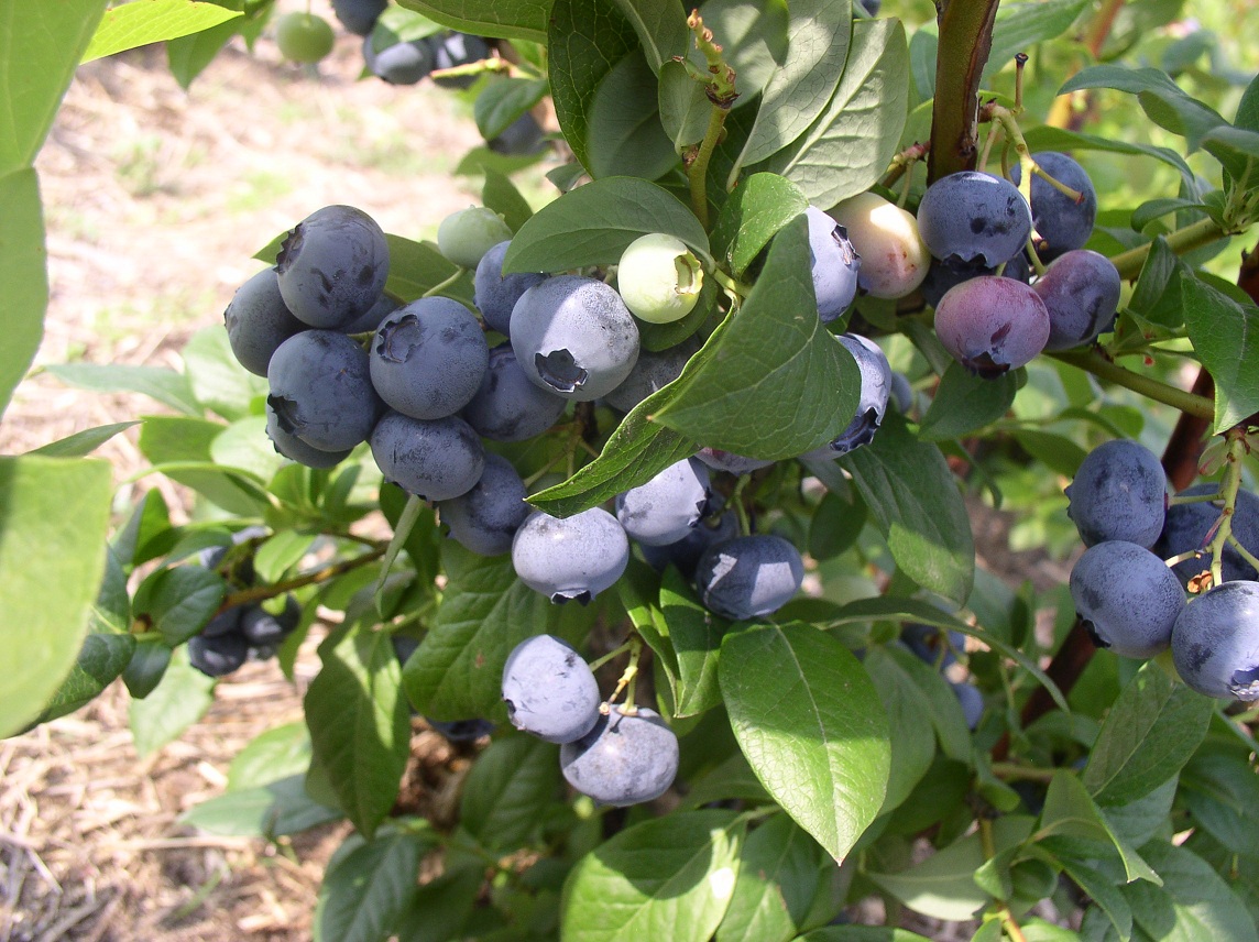 Blueberry garden