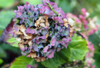 How to propagate hydrangea in the fall