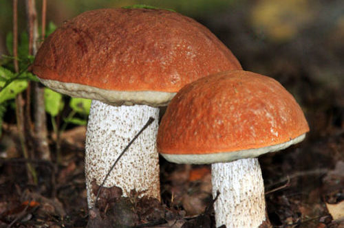 orange-cap boletus