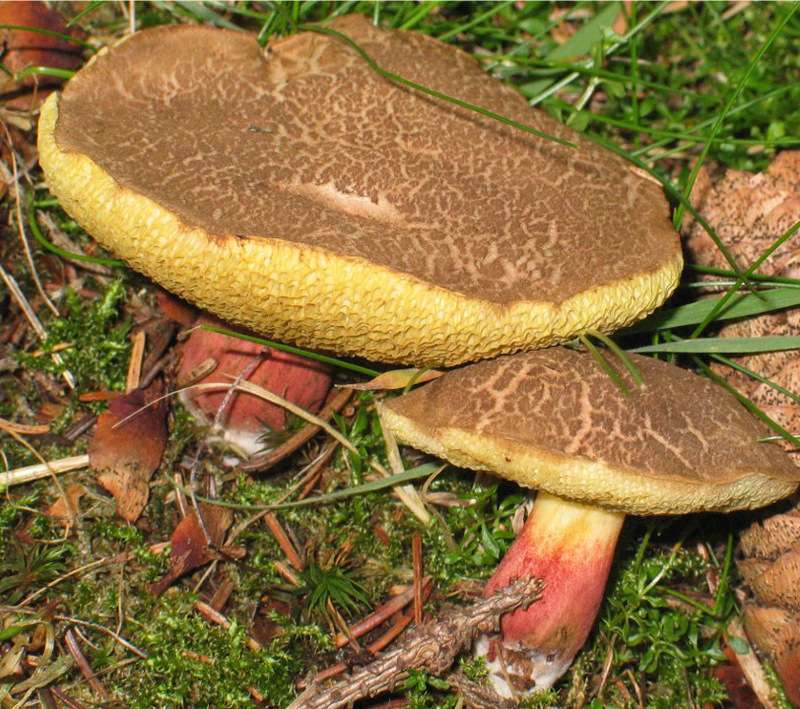 Paddestoel Paddestoel