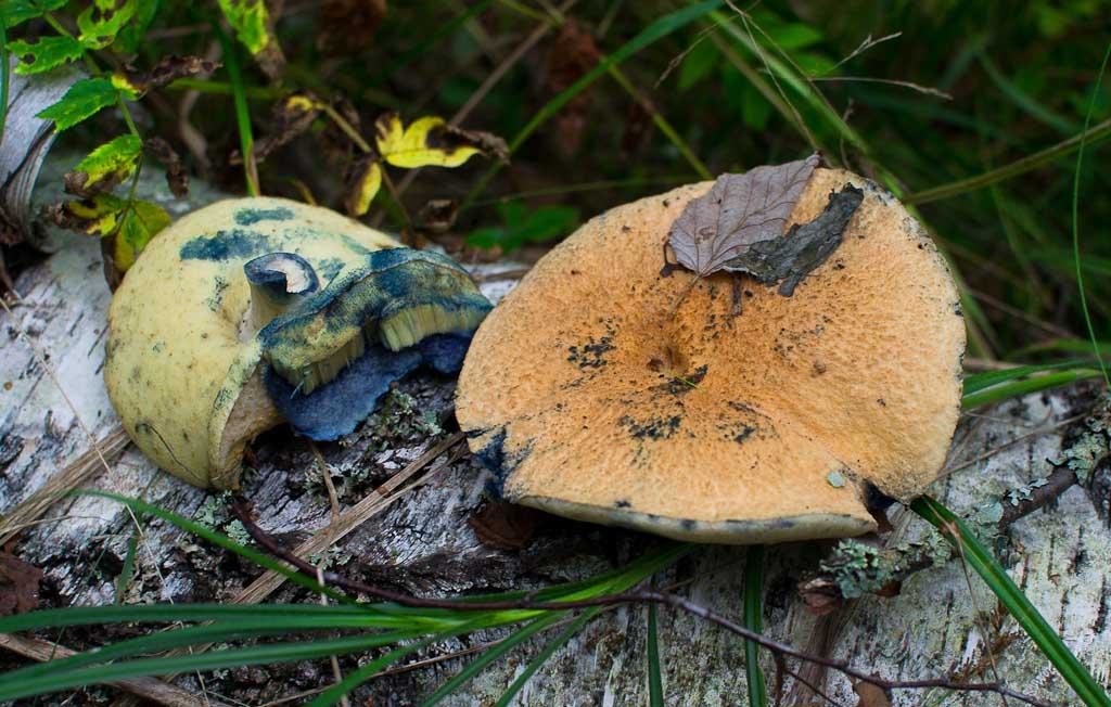 Paddestoelen blauwe plek