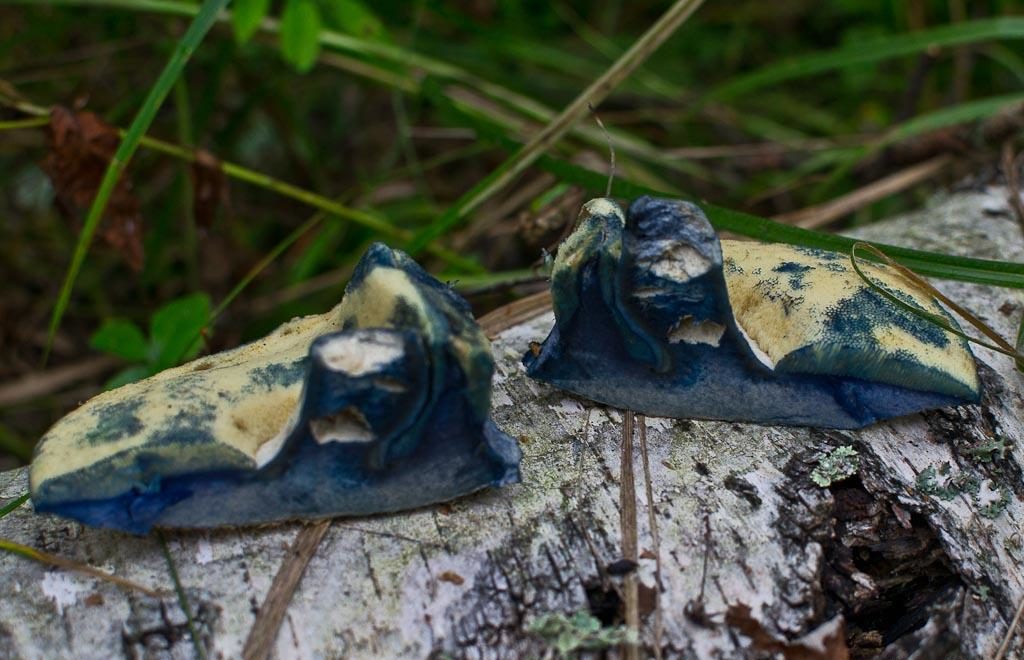 Paddestoelen blauwe plek