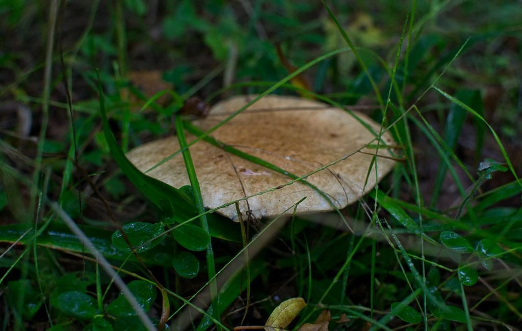 Paddestoelen blauwe plek